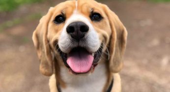 Cane e conto corrente non sono più nemici: ecco i trucchi per risparmiare tanto