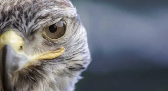 Allarme rosso. Con la Fed che diventa falco, le borse possono crollare