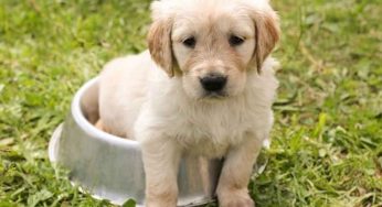 Bonus animali domestici 2022: vale di più e il Governo ti dà una zampa