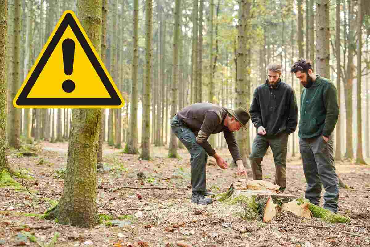 Bando Forestale 2023, nuove assunzioni a tempo indeterminato: come fare la domanda