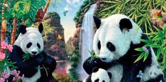 foto panda test