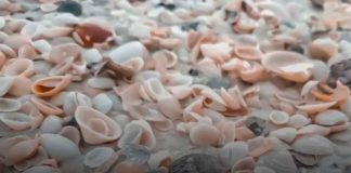 sfida visivia trova l'uovo tra le conchiglie