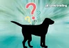 Il cane più amato dagli italiani