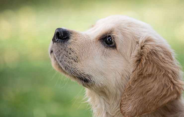 Il cane più amato 