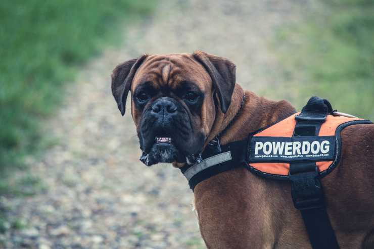 costi di cane e gatto