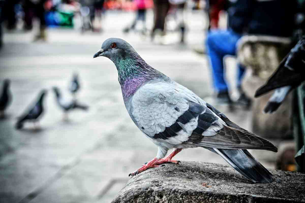 Oggetto misterioso e utilissimo che scaccia i piccioni dal balcone e  pulisce cucina e bagno: lo conosci?