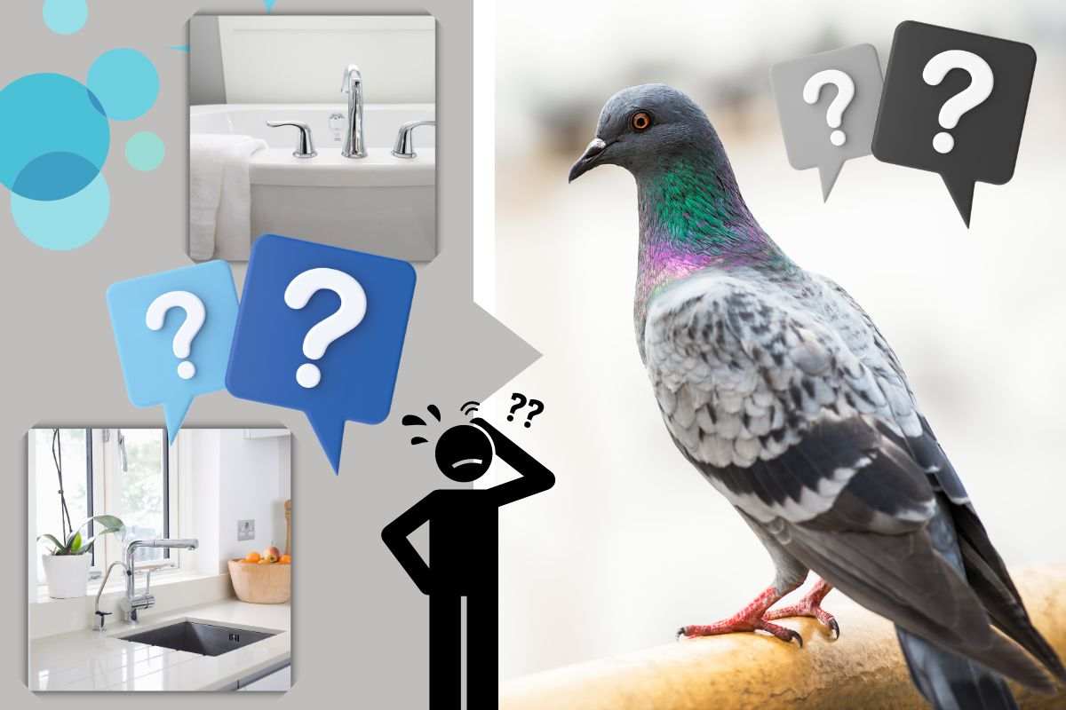 Oggetto misterioso e utilissimo che scaccia i piccioni dal balcone e  pulisce cucina e bagno: lo conosci?