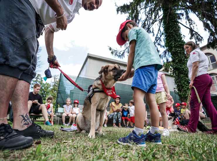 Cibo per cani