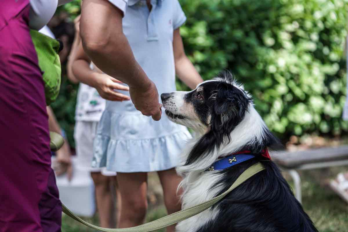 Cibo per il cane: fai questi 3 sbagli 