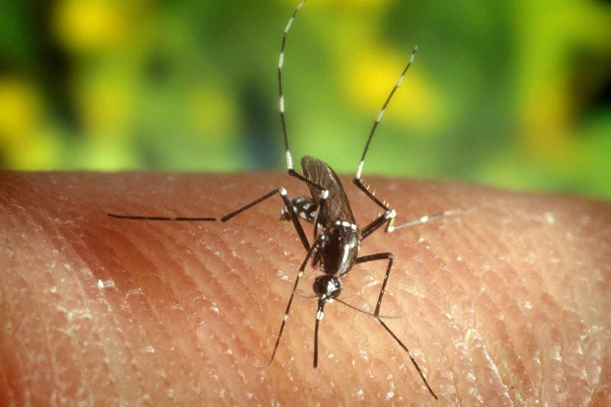 Arrivo delle zanzare in estate: proteggiti da ora e sarai senza pensieri | Ecco i sistemi utili