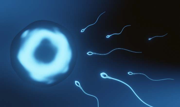 Preoccupa il livello di fertilità degli uomini