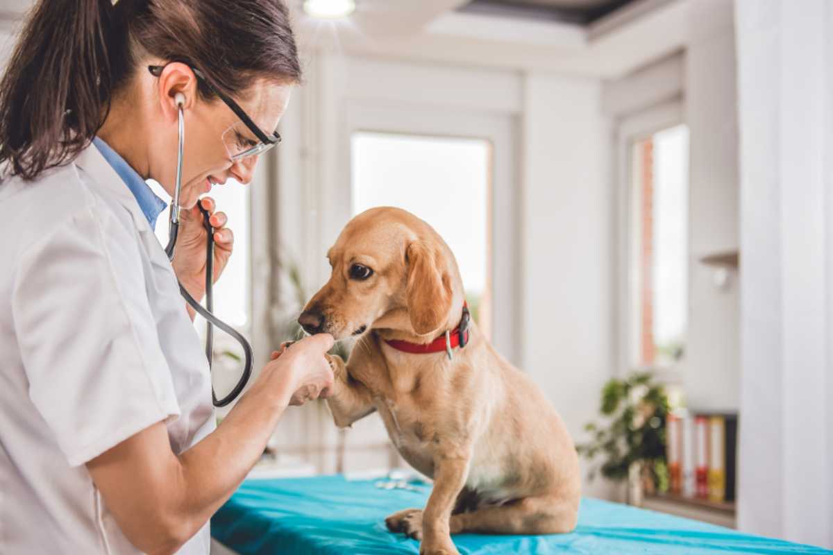 Aumenta il costo del veterinario
