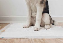 Costo cane e figlio