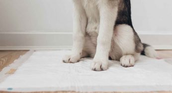 Costa più mantenere un figlio o un cane? Le cifre che non ti aspetti