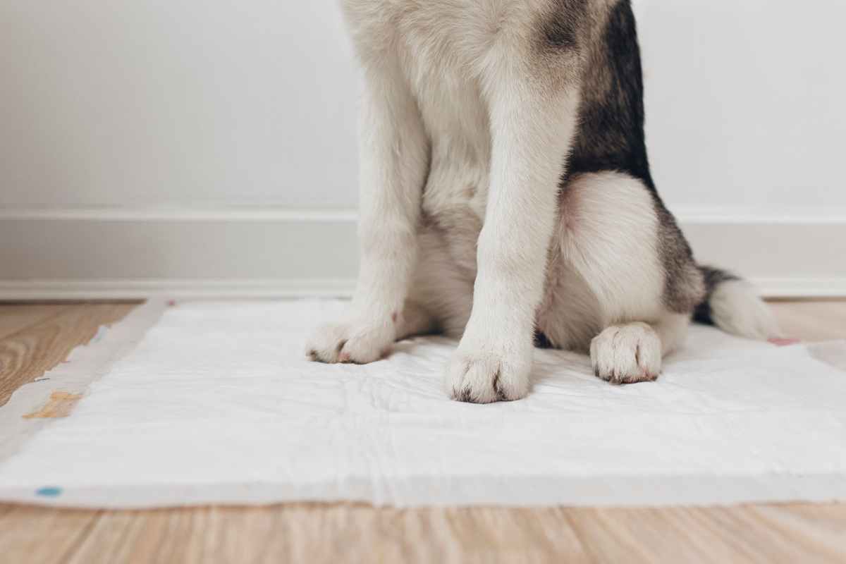 Costo cane e figlio