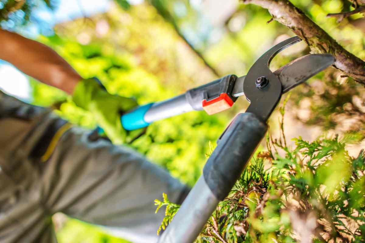 Cosa dice la legge sui rami degli alberi che vanno oltre una proprietà