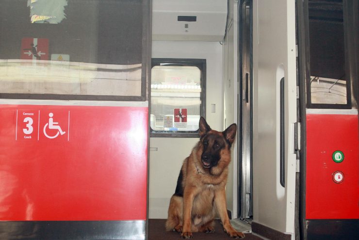 Cani sul treno: la promozione per i cani di grandi dimensioni