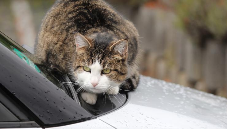 Tocca il cofano dell'auto