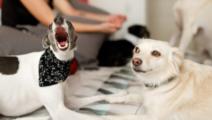 Cane che abbaia in condominio: quando si paventa il reato 