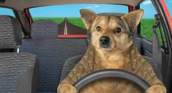 Quali sono le regole da rispettare quando si viaggia in auto con un cane