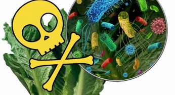 Questi cibi che mangi crudi ora sono a rischio listeriosi: allarme medici, come cuocerli per salvarti