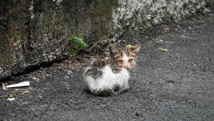 colletta per animali