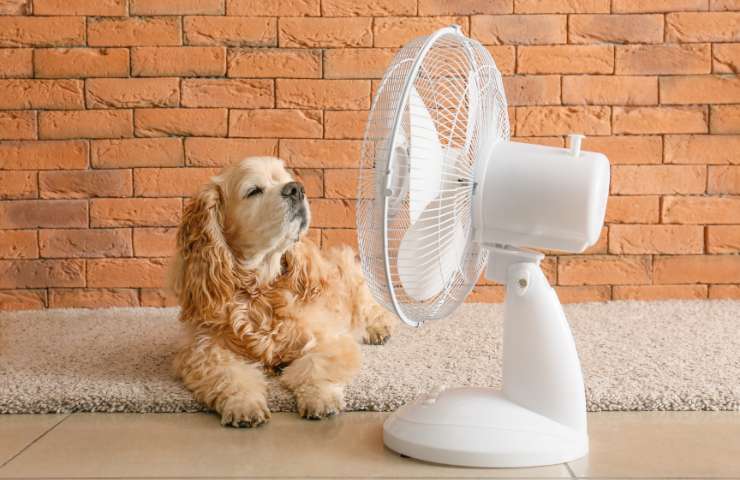 Quanto consumano il ventilatore e il condizionatore