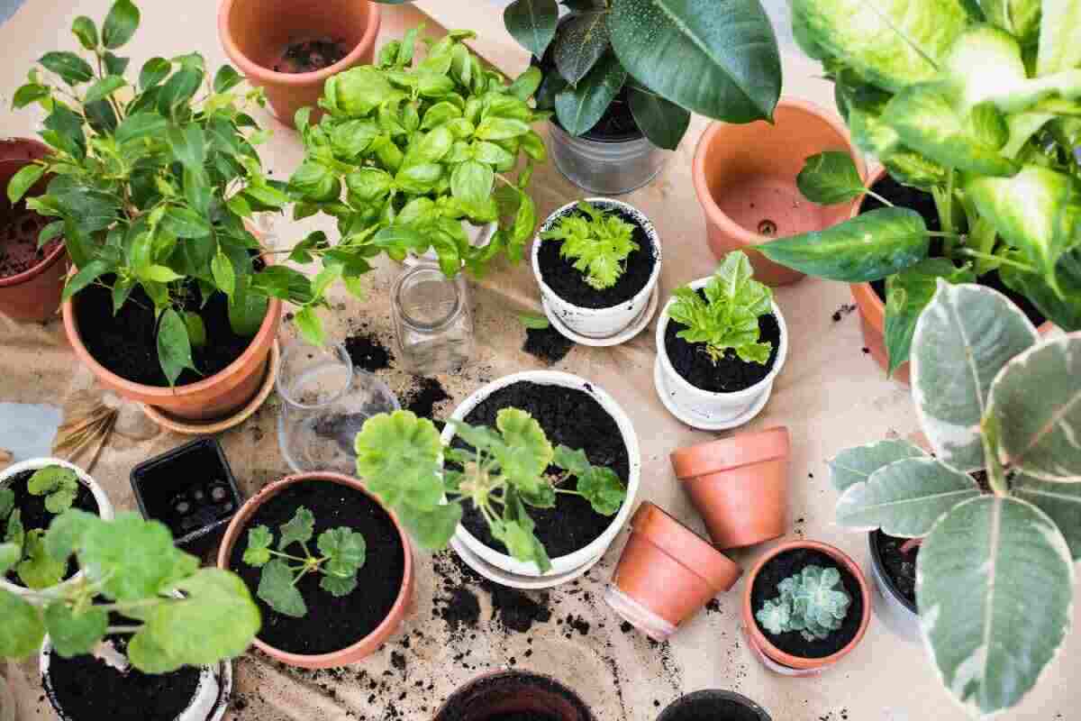 coltivare orto in balcone