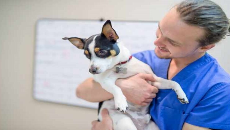 Cane e veterinario