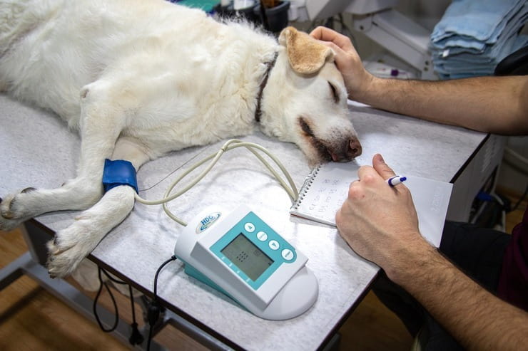 cane in visita dal veterinario