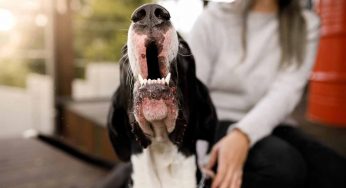Cosa fare se il cane del vicino abbaia in continuazione e disturba tutti (anche di notte)
