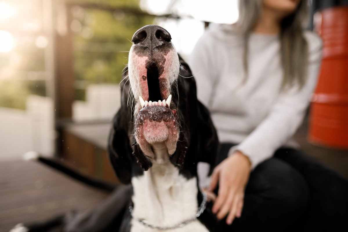 cane che abbaia disturba i vicini