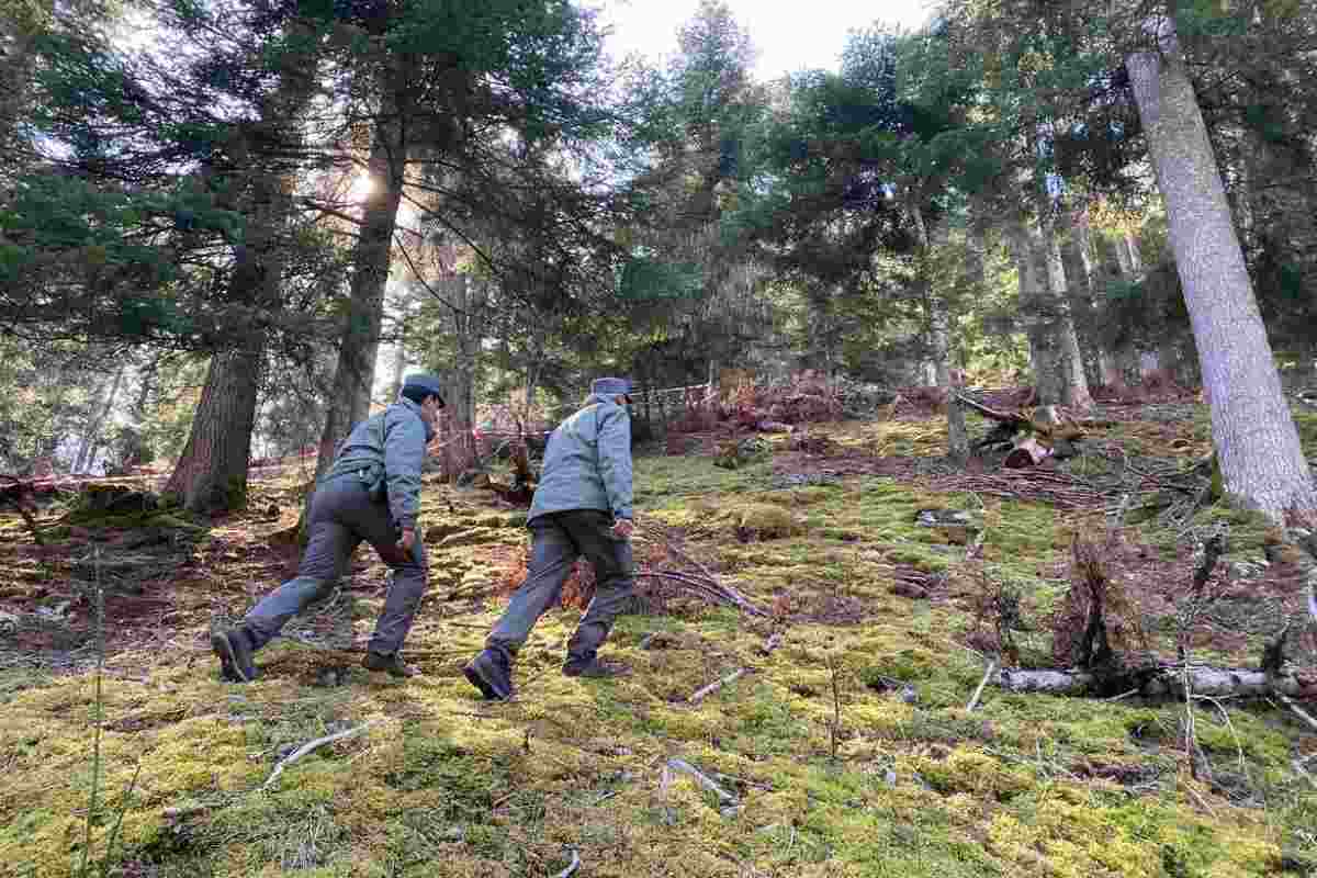 Agenzia Forestale assume personale: 93 posti di lavoro di varie qualifiche, fai in fretta scade a breve