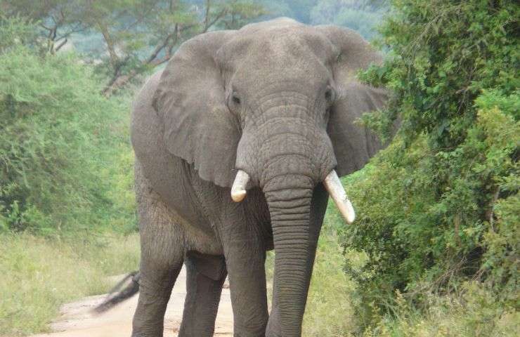 test personalità elefante