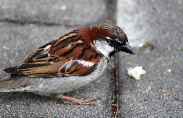 Perché è meglio non dare le briciole di pane agli uccellini