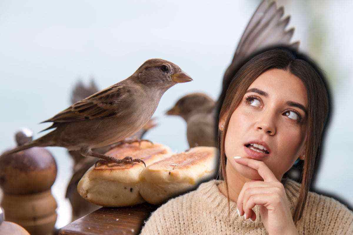 Perché è meglio non dare le briciole di pane agli uccellini