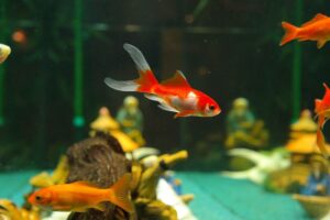 Acquario sostenibile