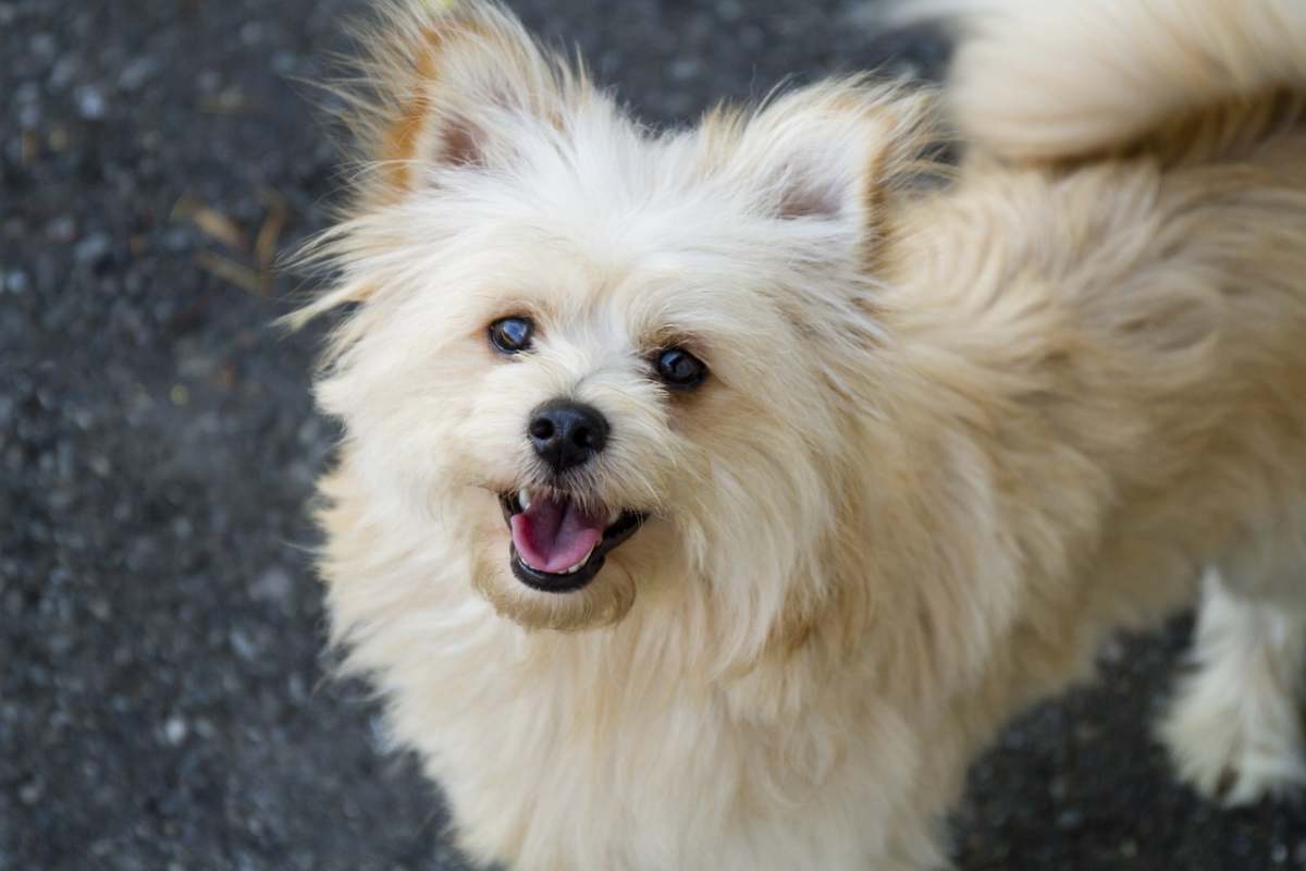 Tutti pazzi per lo yoga col cane