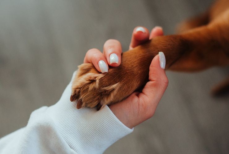 detrazione IRPEF spese veterinarie